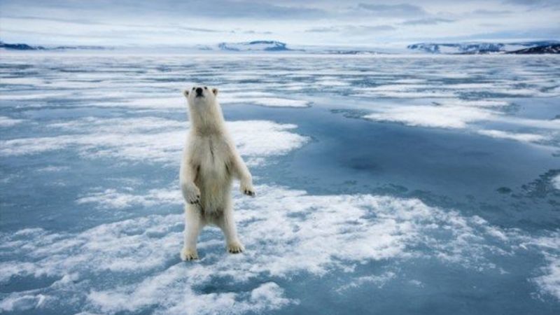 Coca-Cola to fund WWF’s Arctic campaign