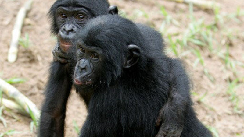 Research reveals bonobo apes hug after a fight