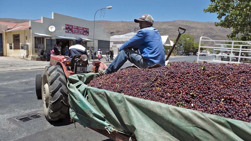 Union happy with daily R100 wage for farmworkers – for now