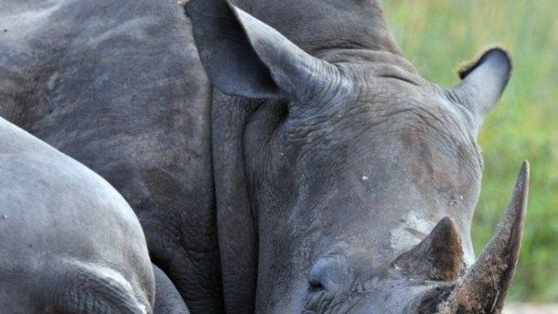 102 rhinos killed this year