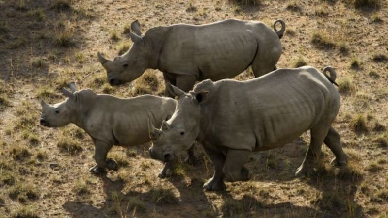 Video of dying rhino shows desperation of SA’s poached animals