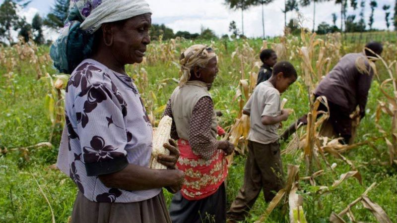 Kenyan Farmers Reap The Benefits Of Technology