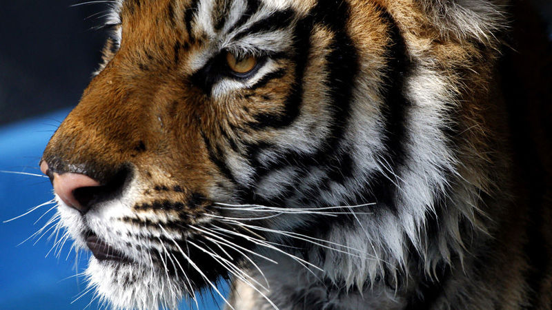 Tiger Population On The Rise In Nepal