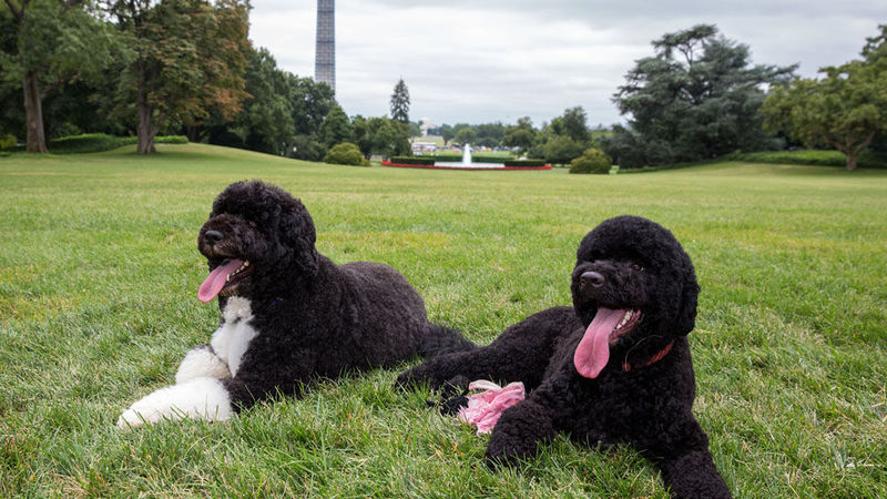 Obama family’s new addition – a puppy named Sunny