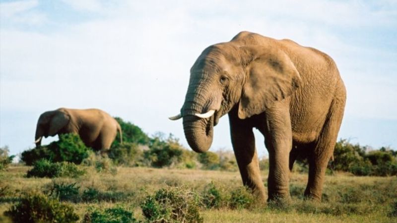 Probe launched into the deaths of Zim elephants