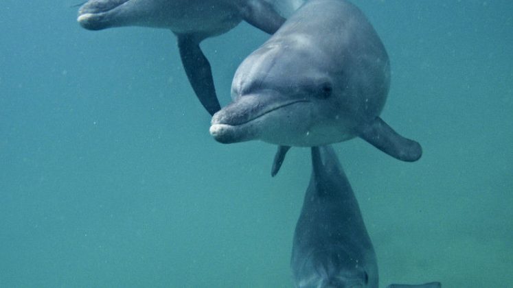 Glad tide rising for the dolphins of Ponto do Ouro – The Mail & Guardian