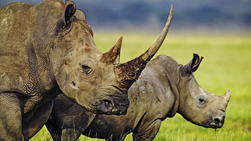 Think local to save rhino