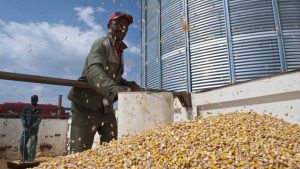 Sa White Maize Rises To 17 Year High On Supply Concern