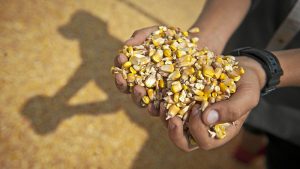 Sa White Maize Falls To Two Year Low As Harvest Starts
