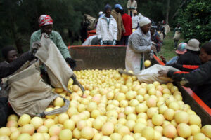 The role of smallholder farmers, who make up the majority of farmers, is crucial. Gallo