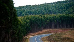 How plantations work towards ecological balance