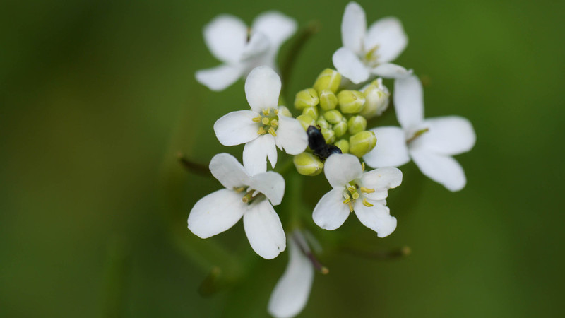 Rotten tomatoes and feverish weeds – how plants battle disease