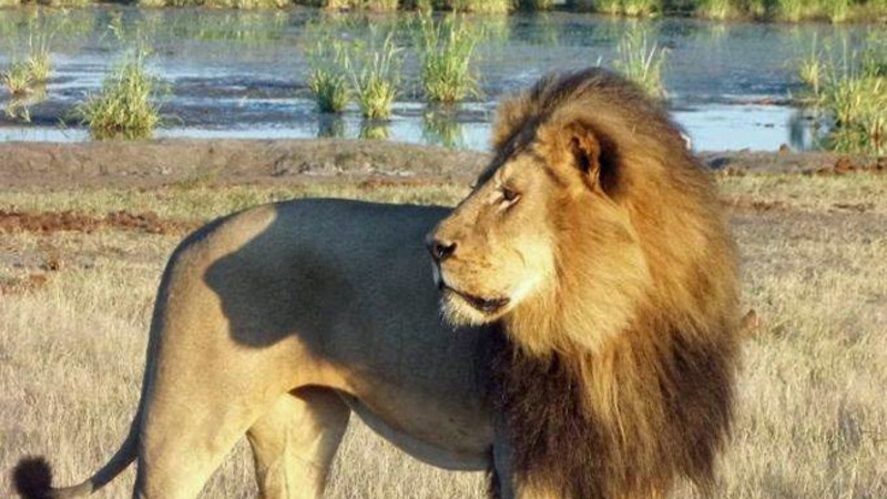 Cecil the Lion: How the saga of its killing played out on Twitter