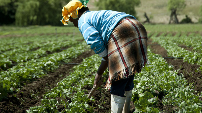 Backbone of the breadbasket