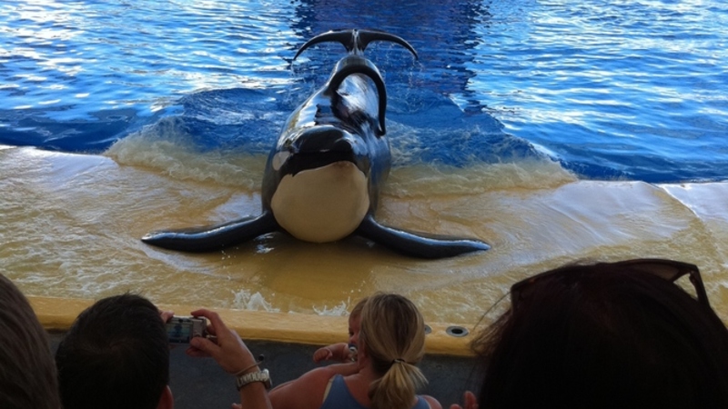 Blackfish: Proof That Documentary Can Be A Powerful Force For Change