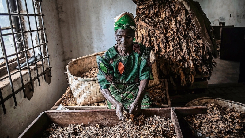 Malawi tobacco going up in smoke