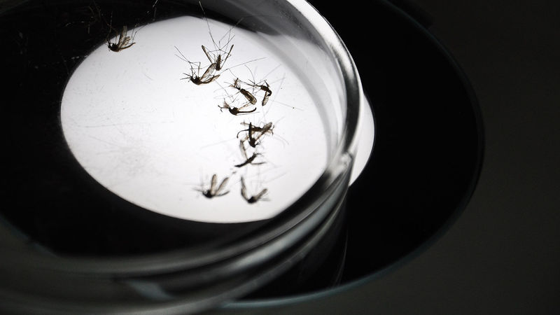 Alert! There's A Dangerous New Viral Outbreak: Zika Conspiracy Theories