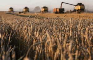 The wheat tariff helps to protect the local industry from imports from countries where farmers are highly subsidised. Ilya Naymushin, Reuters