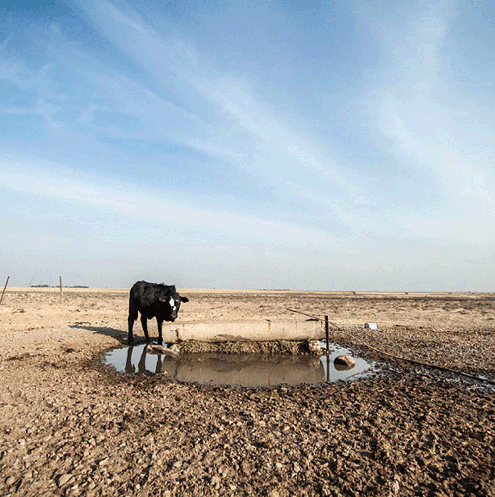 Welkom-Free-State-drought-farmers-cattle-Delwyn-Verasamy-M&G.