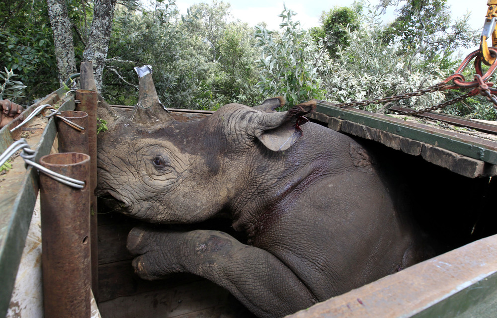 An endangered black female rhinoceros with its horn partially cut-off charges inside its cage after a radio transmitter was implanted in its horn before translocation.