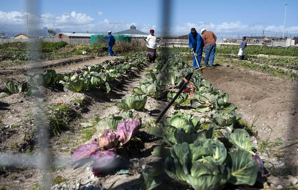 A food garden that was set up by the Abalimi Bezekhaya group in Khayelitsha.