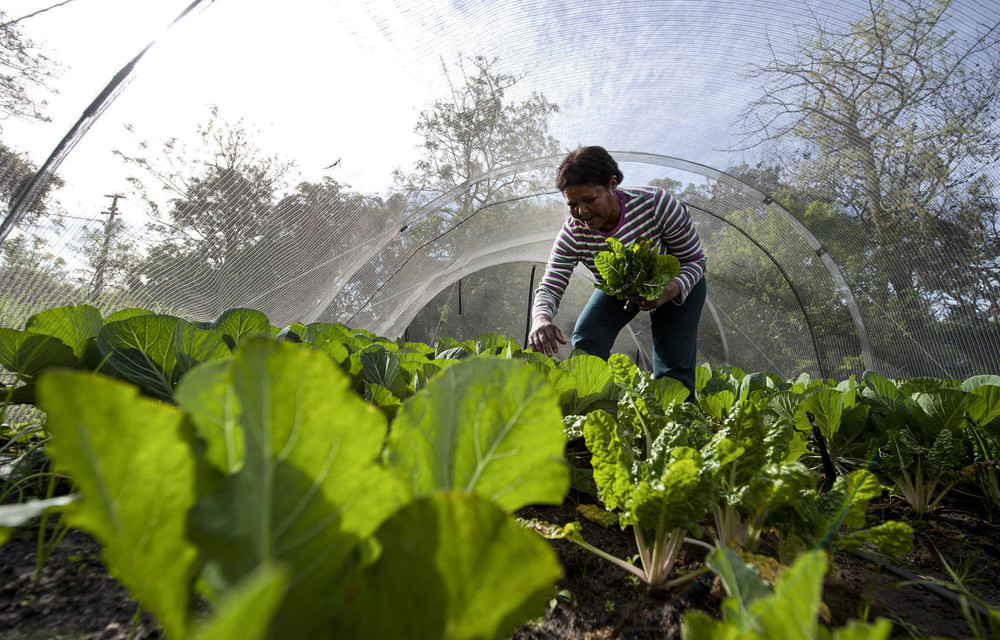 ‘Put farmers at the heart of food systems’ to feed the world