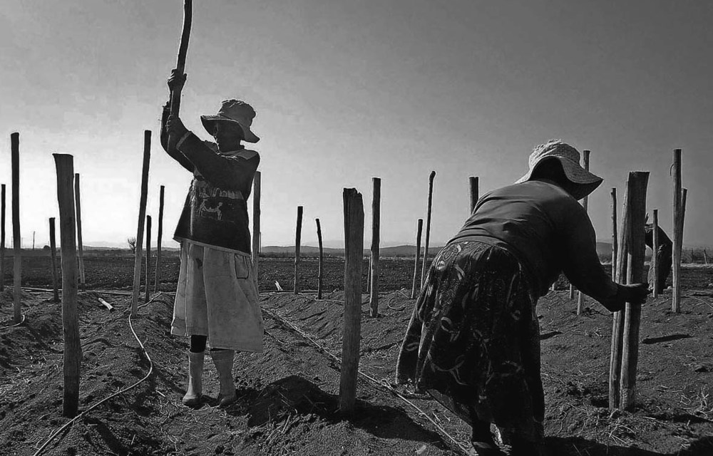 Farmworkers in Limpopo preparing for planting. Agriculture has massive potential for job creation in the province