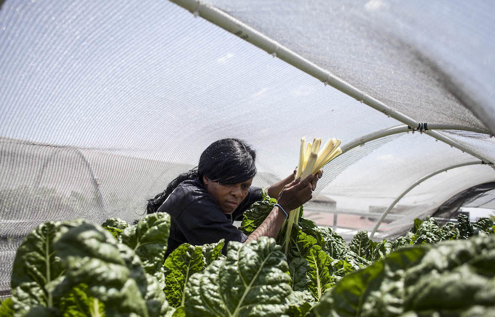 Hydroponic rooftop farms boost Jo’burg