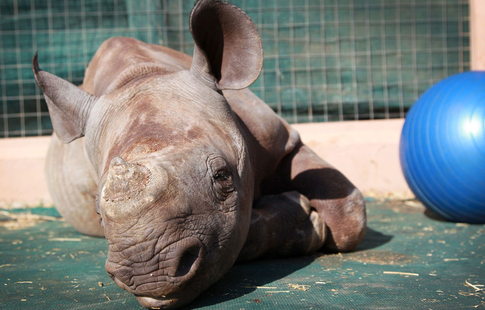 Baby rhino’s new lease of life