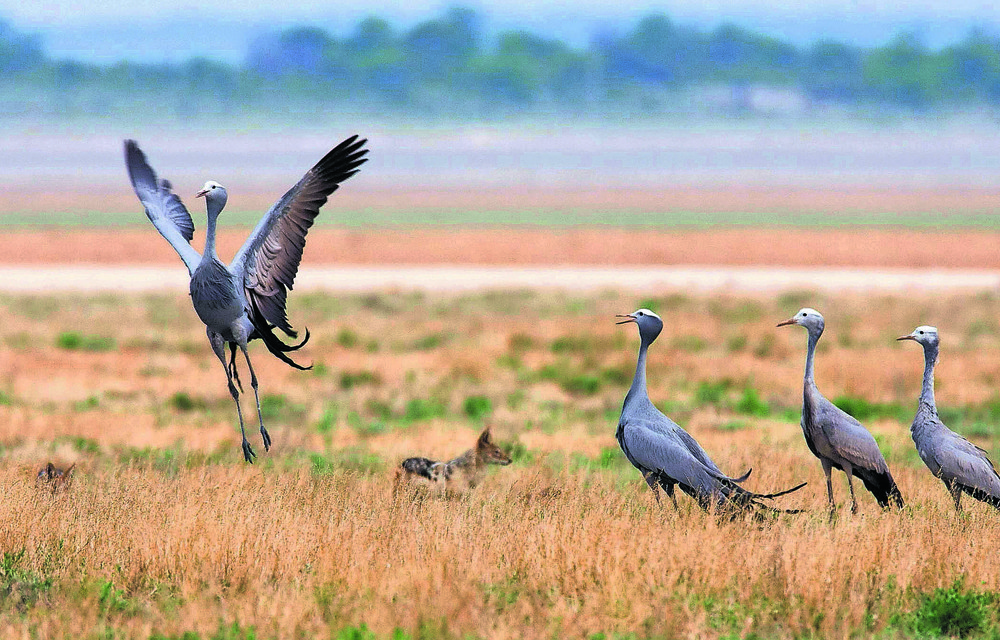 The project has secured nearly 100 000 hectares of habitat for cranes.