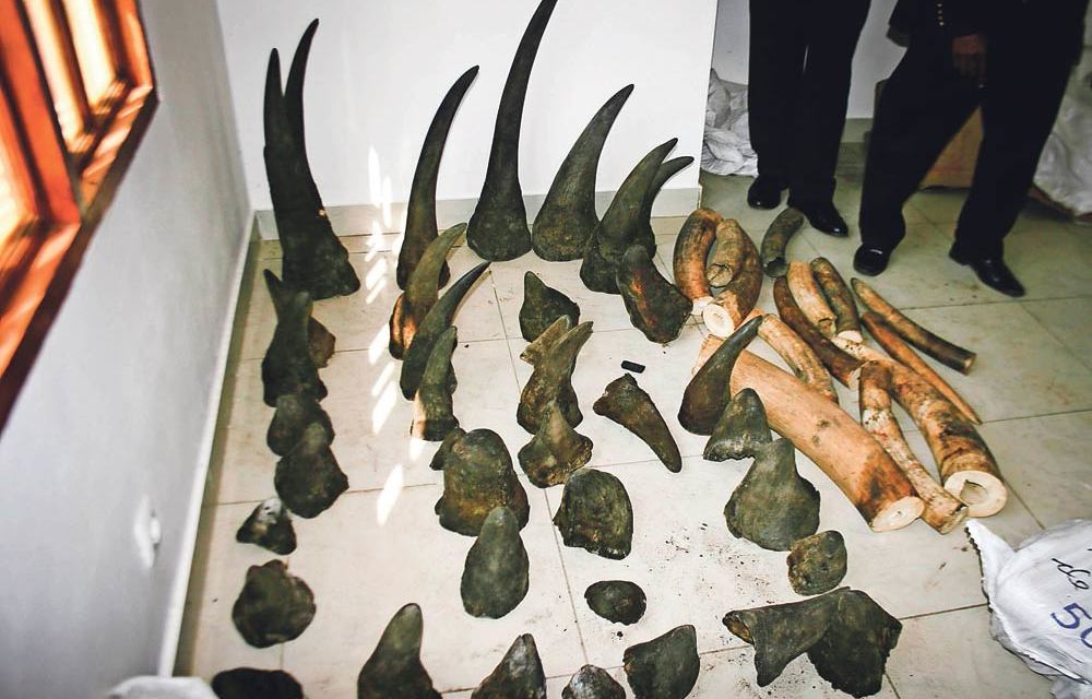 Thieves raid huge rhino horn haul in Mozambique