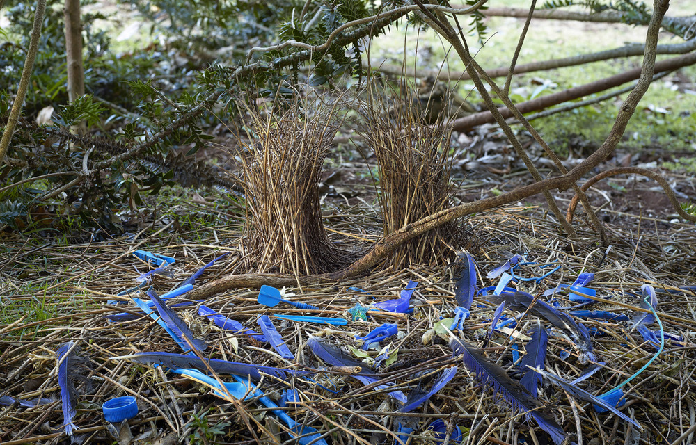 Colour coded: Daniel Naudé's Satin Bower 4