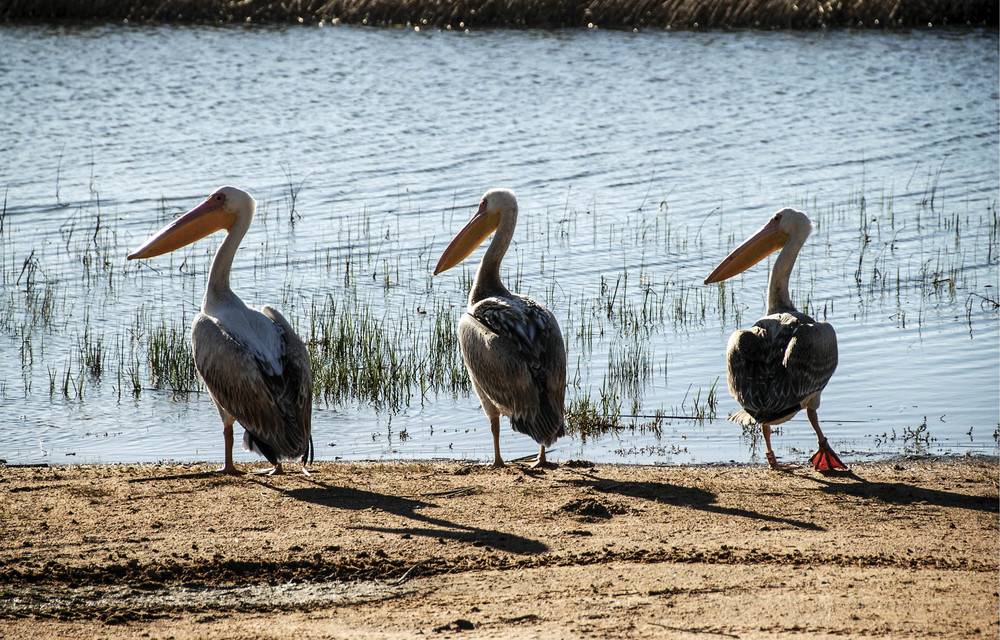 Verlorenvlei