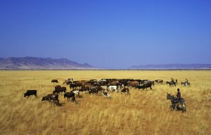 SA food inflation rises again — but doesn’t shift the moderate outlook