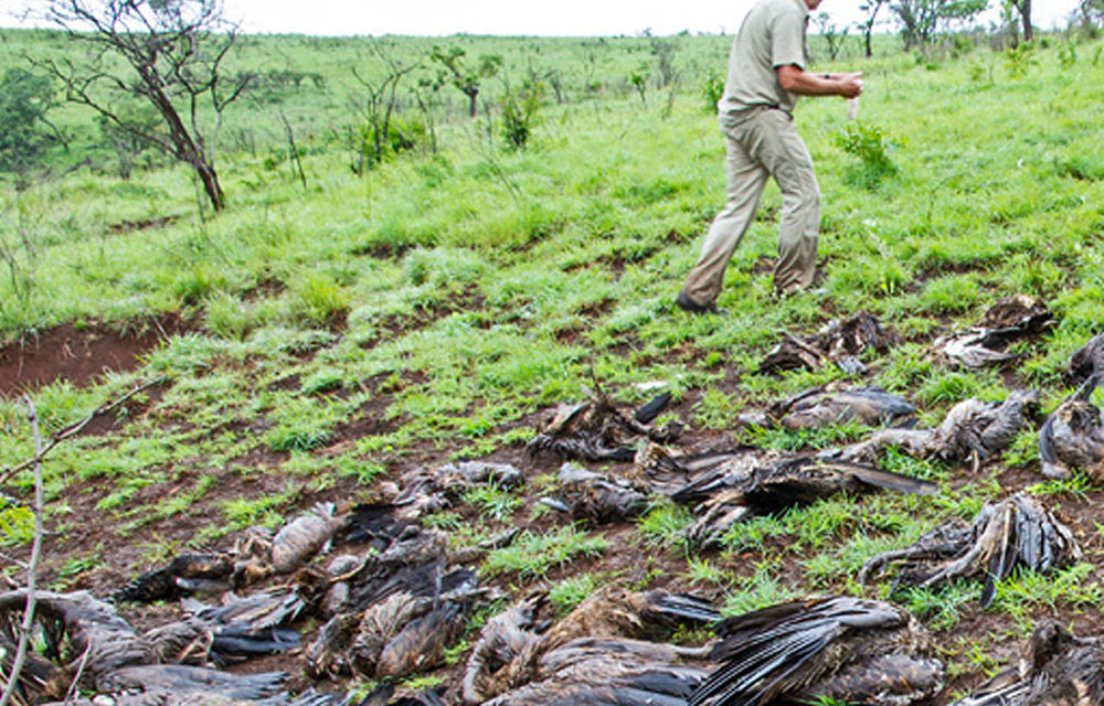 African White-backed Vultures poisoned in the Hluhluwe-Imfolozi Game Reserve in KwaZulu-Natal in November 2013.