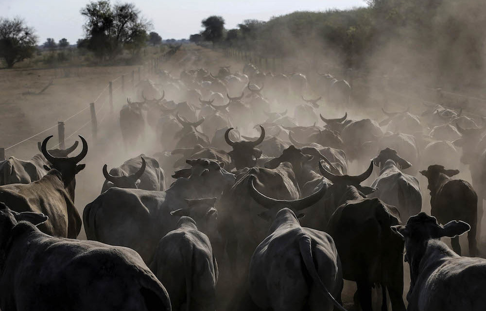 Don’t follow the herd: The consumption of meat is increasing despite the damage this does to both the environment and human health.