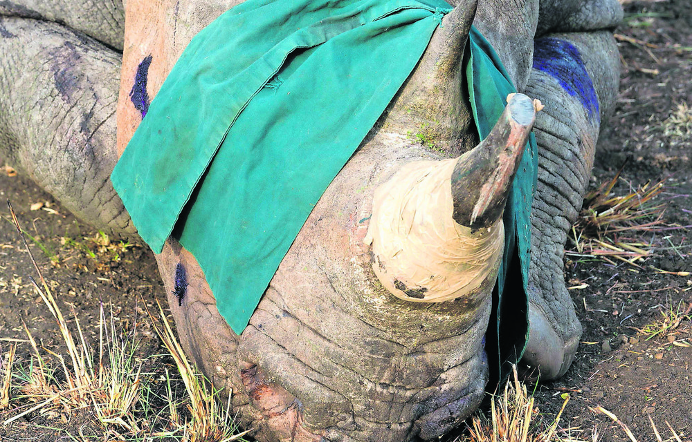 The project increases the range of the critically endangered rhino population.