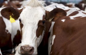 Mycoplasma bovis does not affect milk and meat for human consumption