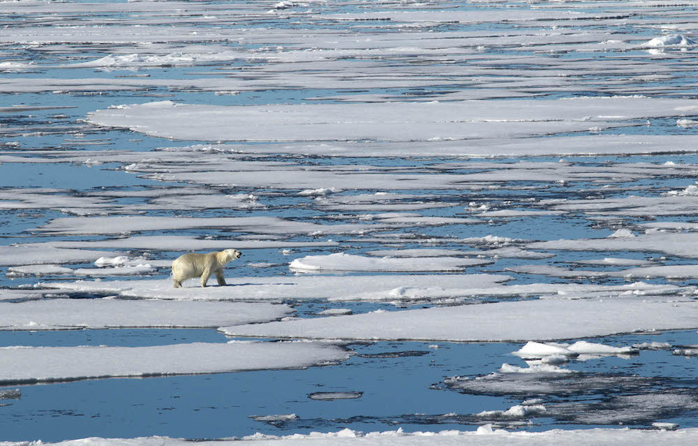 There are many strong signals that continue to indicate the Arctic environmental system has reached a 'new normal.'