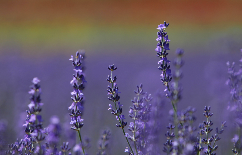 Making Scents: Garden aromas in your home