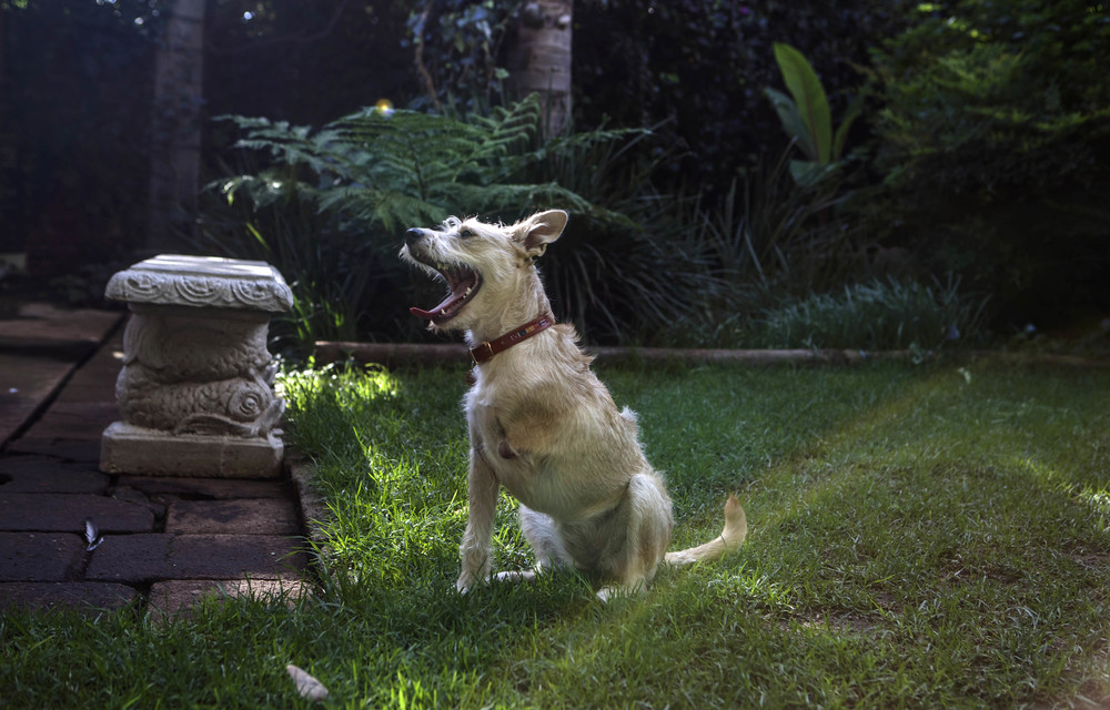 The gaze of upward-facing dog