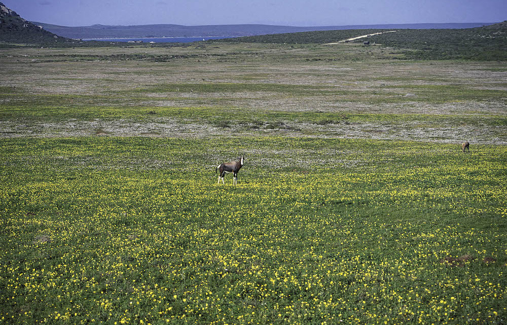 West Coast National Park.