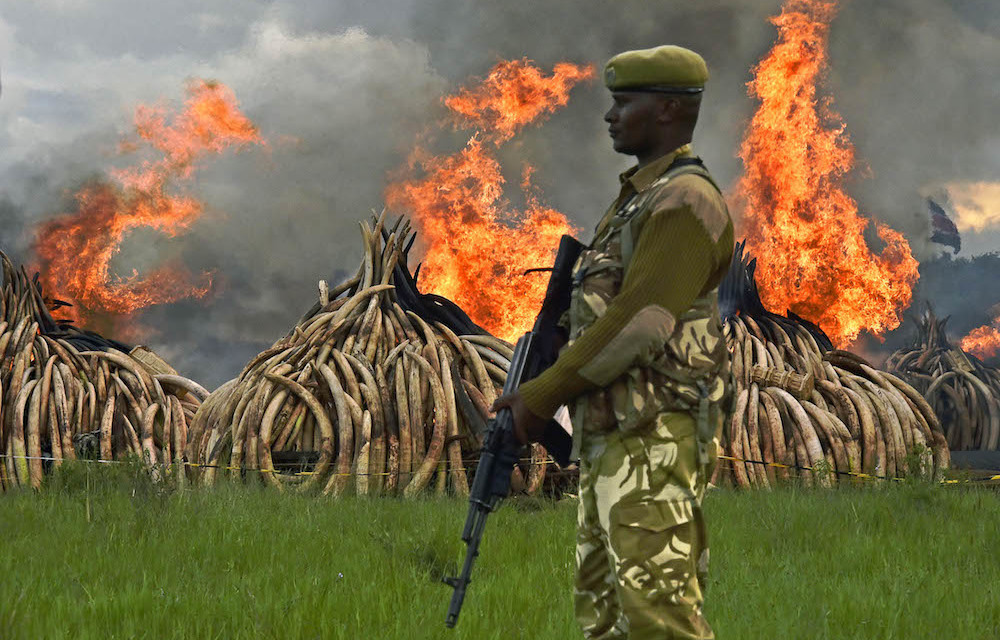 Kenyan President Uhuru Kenyatta set fire to the world's biggest ivory stockpile bonfire in April after demanding a total ban on trade in tusks and horns to prevent the extinction of elephants in the wild.