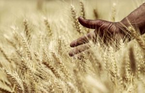 Wheat and other food staples such as rice and maize are under threat from climate change.