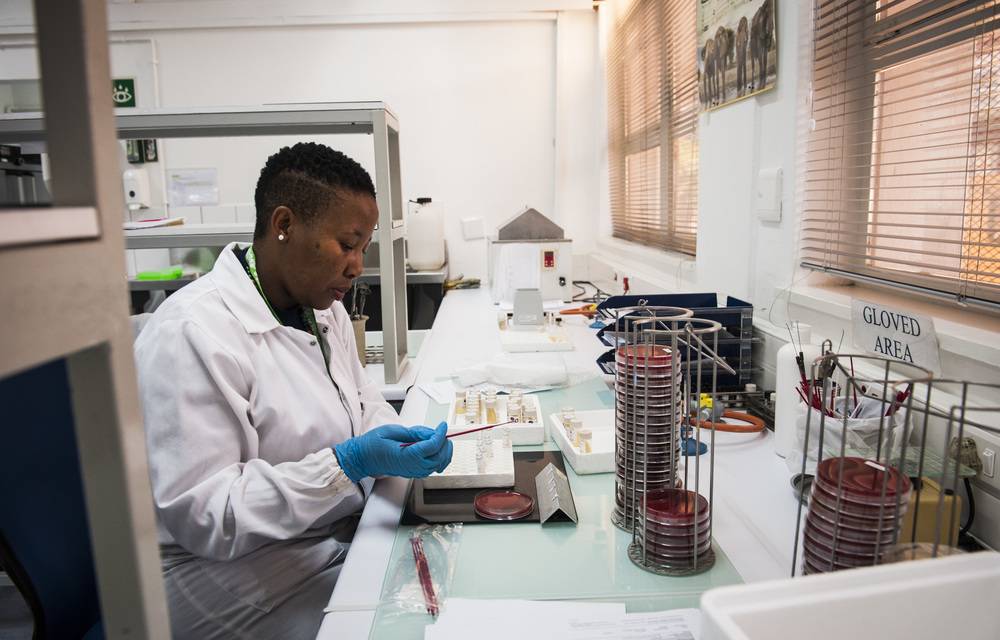 A medical scientist at the NICD prepares listeria samples for DNA sampling.