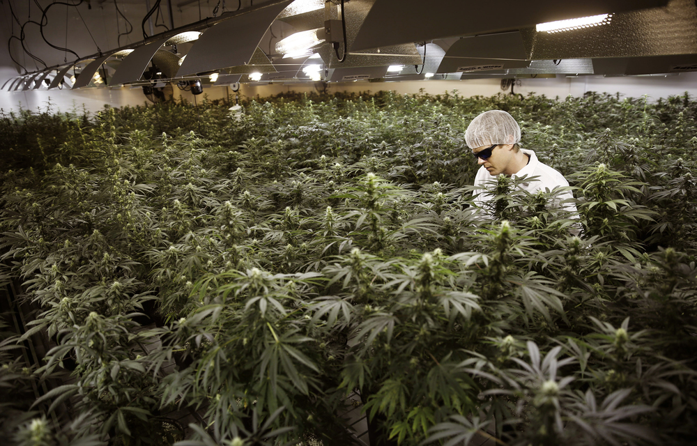 Dagga grower Ryan Douglas waters plants at Tweed Marijuana Inc in Canada. Earlier this month