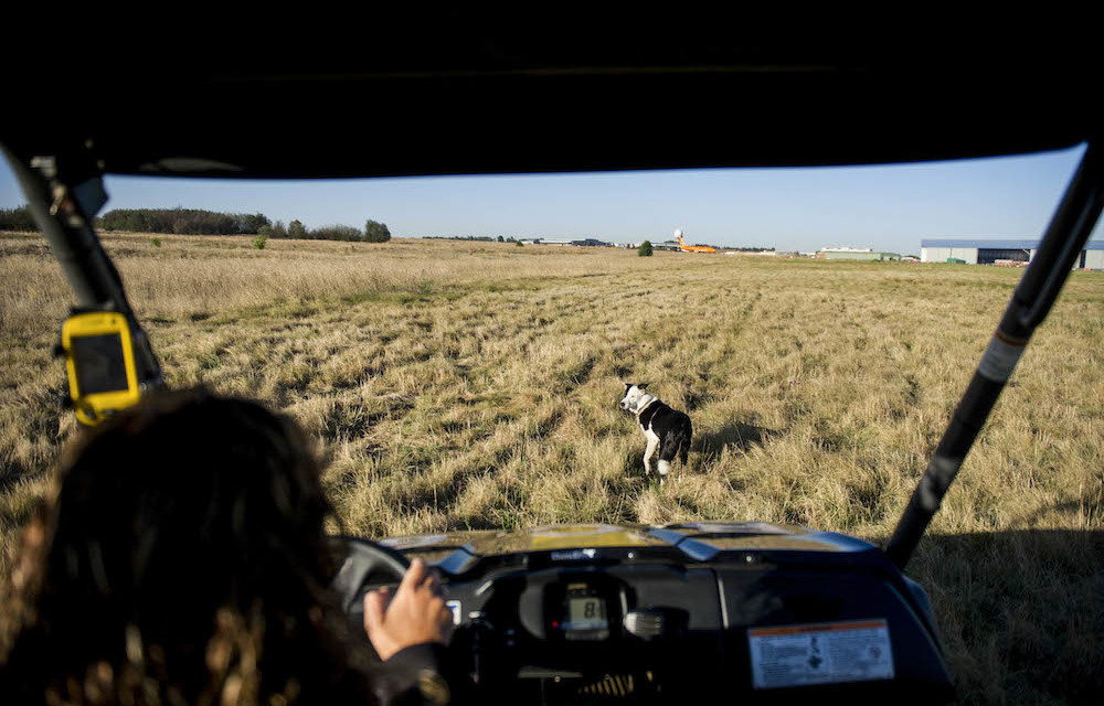 Airports go to the dogs to save lives