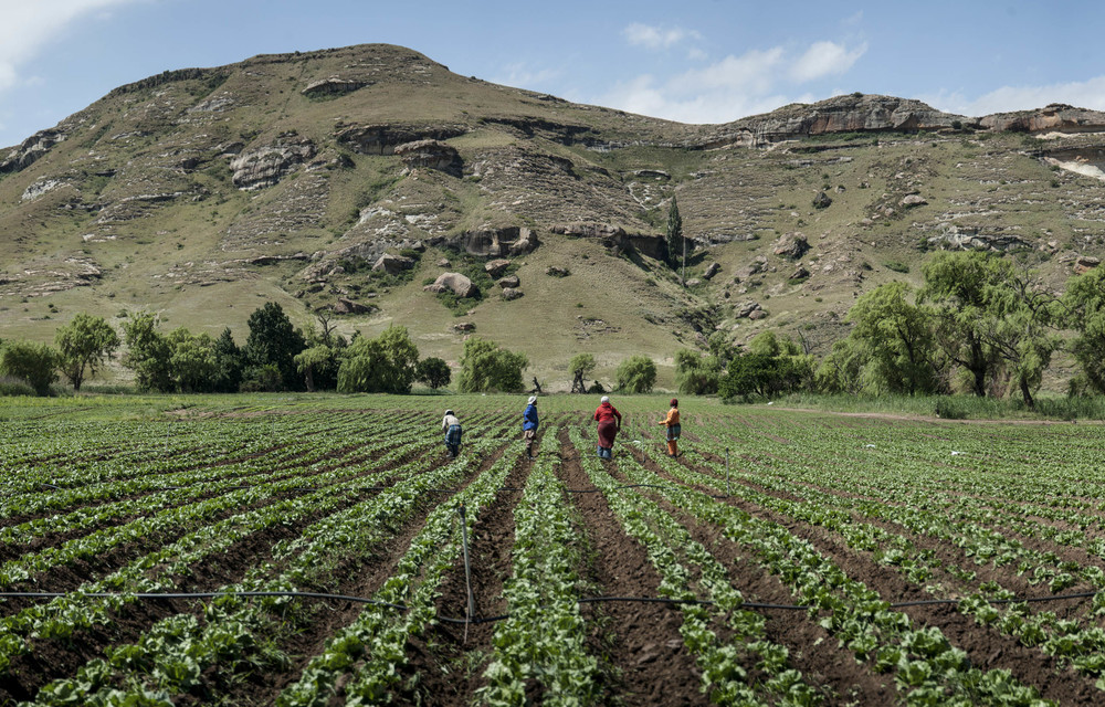 Labour tenants to be first in line