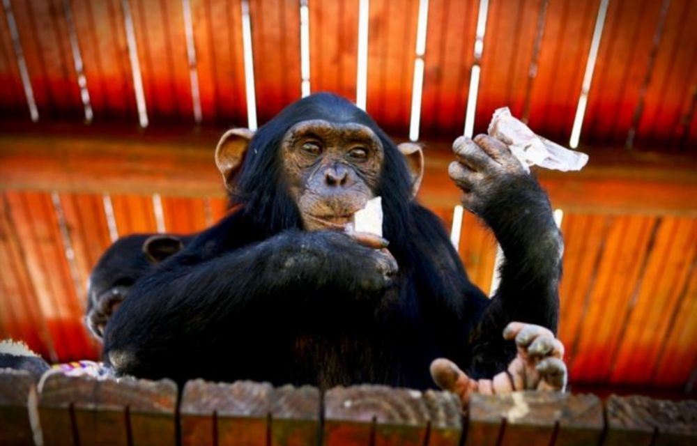 More than 22 000 great apes are estimated to have been lost to the illicit trade between 2005 and 2011