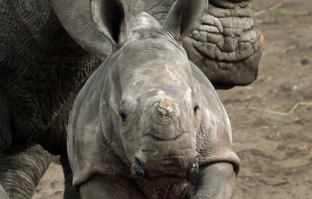 Legalising rhino horn trade could save species